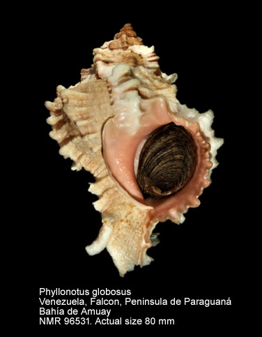 Phyllonotus globosus (7).jpg - Phyllonotus globosus Emmons,1858